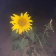 ラスカル