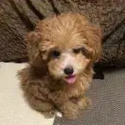 ディーくん⭐️24時間以内発送の画像