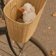 きなこの画像