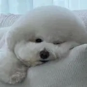ミズキ
