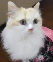 プリのの