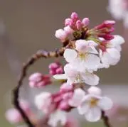 ゆつき＊プロフ必読