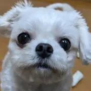 ムムの画像
