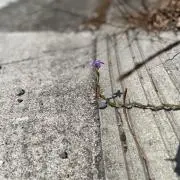 雪野