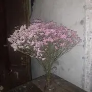 みねた