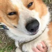 かんちゃんの画像