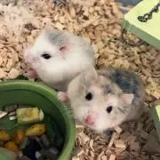 ほたるの画像
