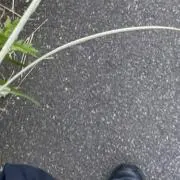 む