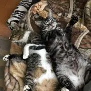 ネコまお
