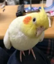 ゆずぽんの画像