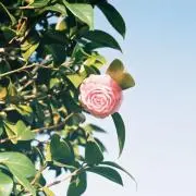 ピノ