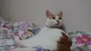 ぽむの画像