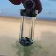 こうめの画像