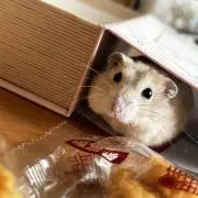 ラニーダの画像