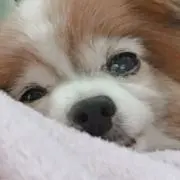 わんだふる