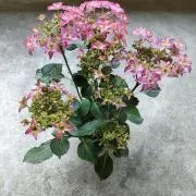 紫陽花の画像
