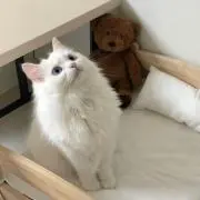 りりの画像