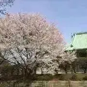 totomomo♡の画像