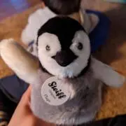 コムの画像