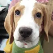りんごほっぺ☆の画像