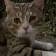 あうとどあーの画像