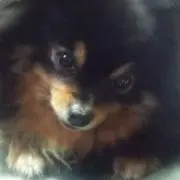 とおる