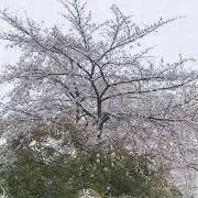 ちぃの画像