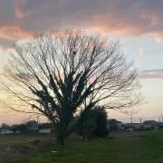 ねぎの画像