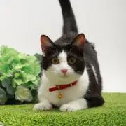 かおりんの画像