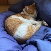 Nanaの画像