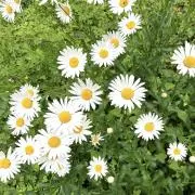 Kokoの画像