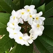Kanaloa