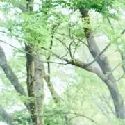 ぴー