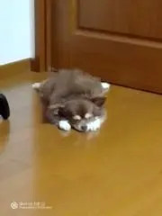 チュンチュンの画像