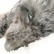 らぶばぶの画像