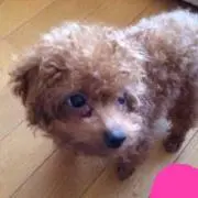 銀ちゃん