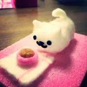 ころたんの画像