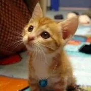 Lacieの画像