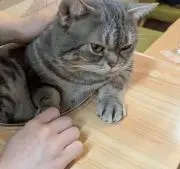 しのすけの画像