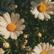 そらまめ。の画像