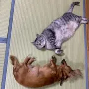レオマロンの画像