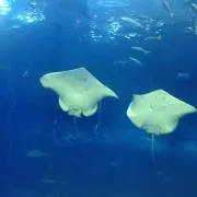 やあこ