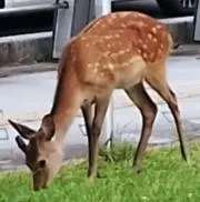 バンビの画像