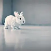nicoの画像