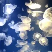 ちと