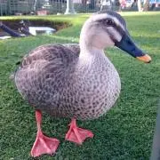 ☆K☆の画像