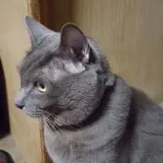 nao&ミホークの画像