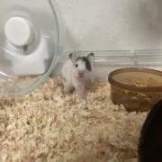ぽちゃ