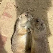 ふちねこの画像