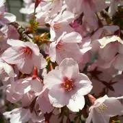 sakuramintの画像